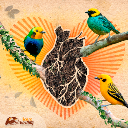 birding-of-colombia-3