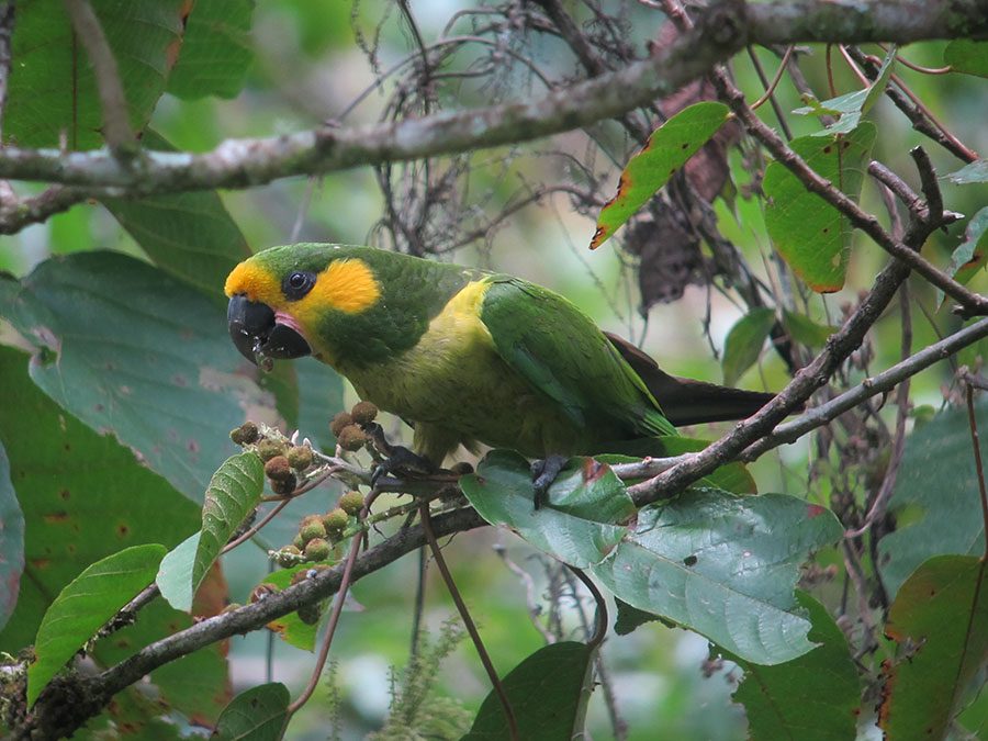 Yellow eared Parrot