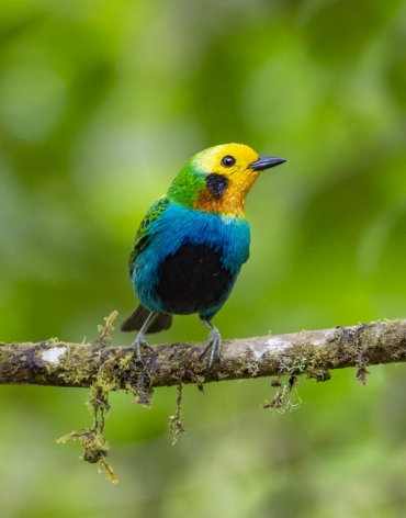 Epic Andes Birding Tour - Icaro Birding Colombia