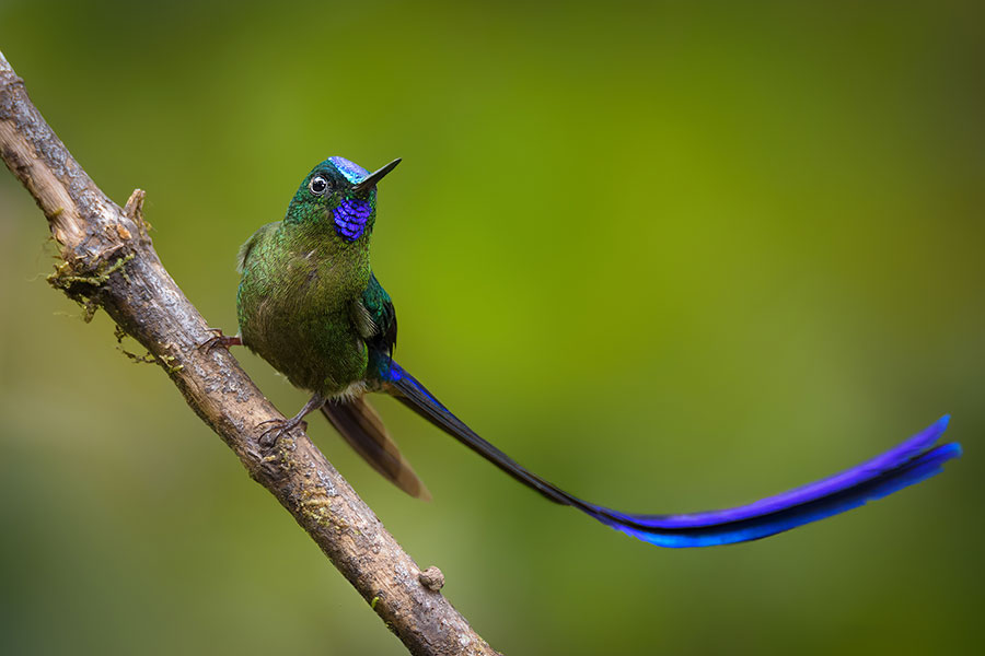 birding in Colombia