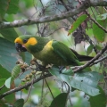 The unlikely fortune of the Yellow-eared Parrot