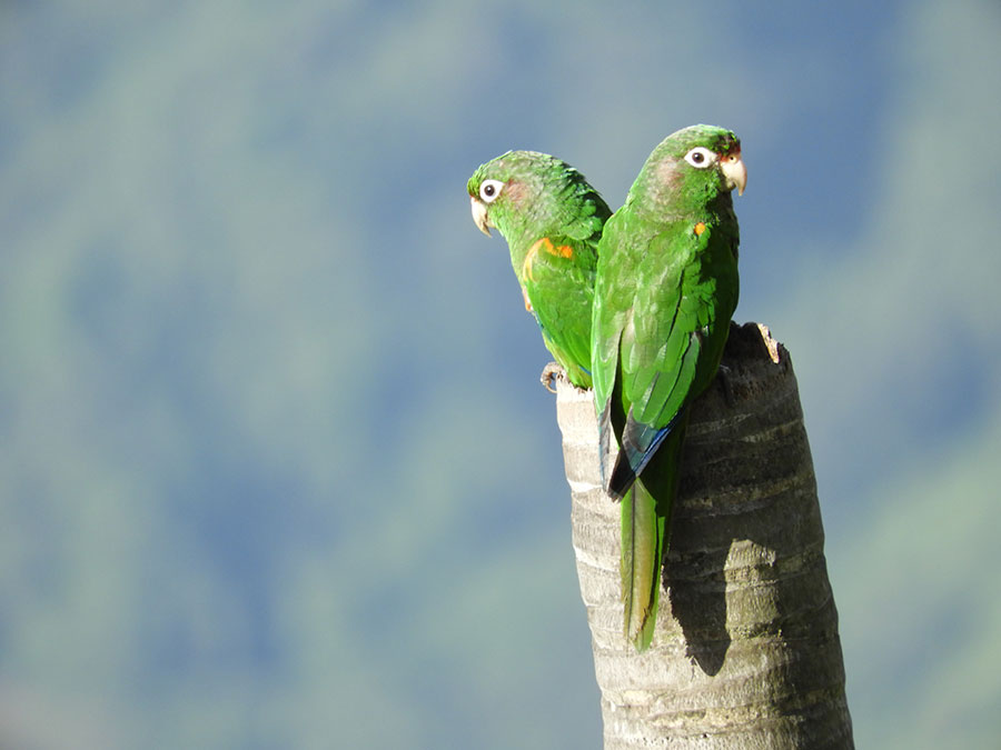 birding in Colombia