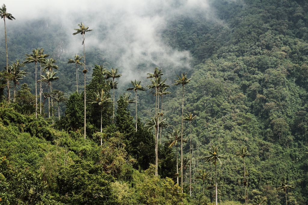 Valle del Cocora by Nuria Mpascual