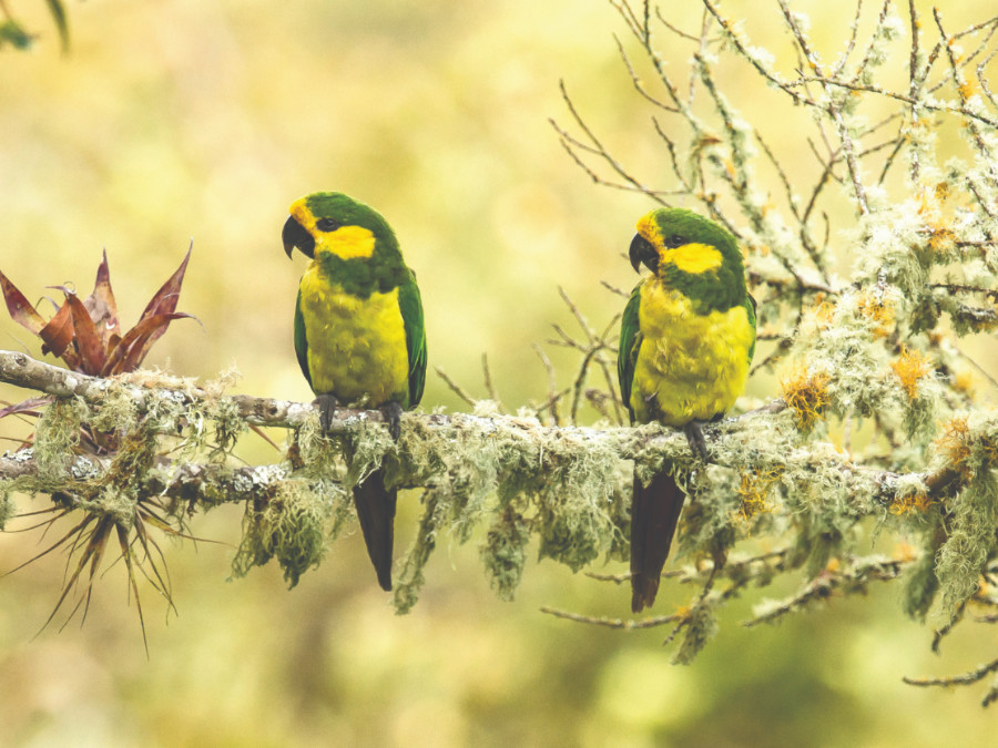 Yellow-eared Parrot by Bancrepublica