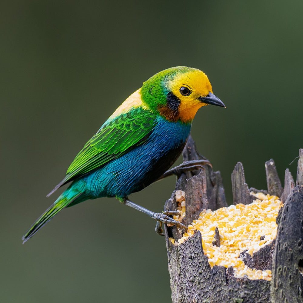 Multicolored Tanager