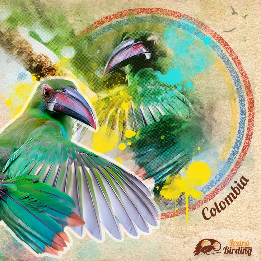 HOME 10 Andes Birding and Endemics