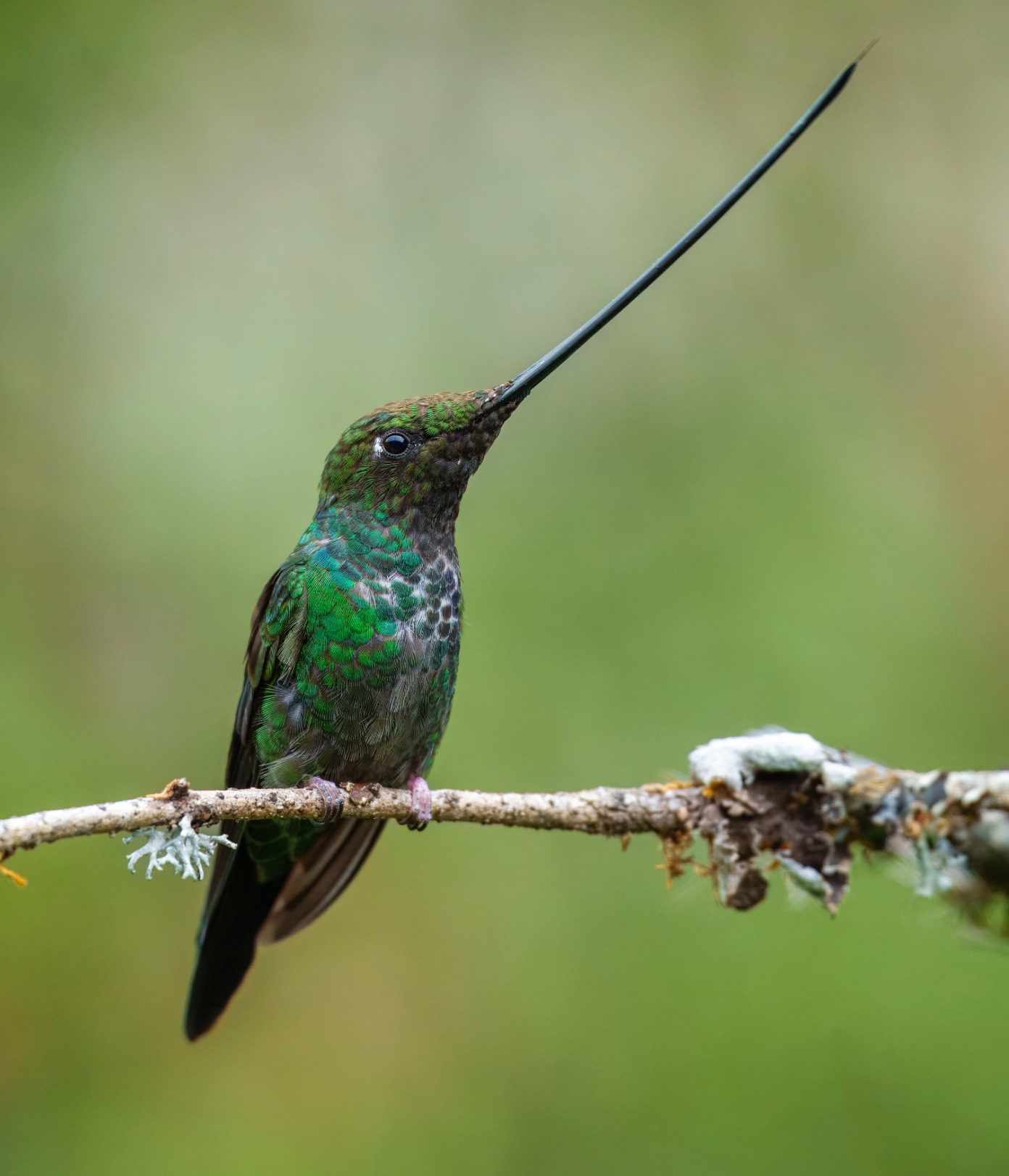 Sword-billed Hummingbird