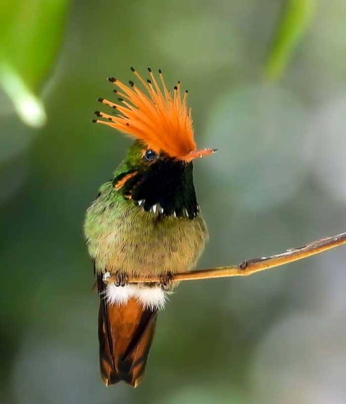 Internacional Birding Adventures 2 Wild Manu Road Peru Birding tour icaro birding