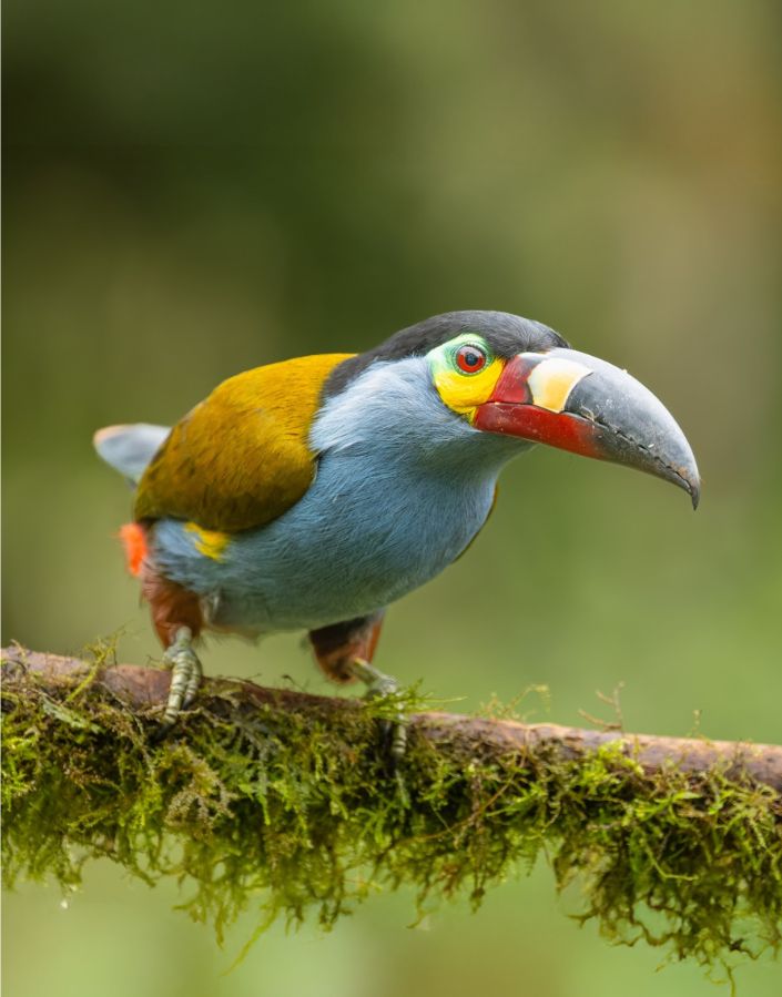 bird watching tours ecuador toucan