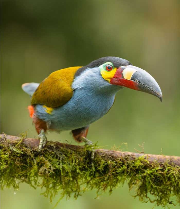 Internacional Birding Adventures 1 birding ecuador icaro birding